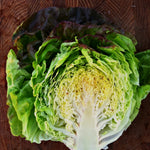 Load image into Gallery viewer, Lettuce, 'Scarlet Butter'
