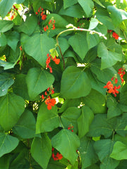 Load image into Gallery viewer, Bean, Pole Runner, 'Scarlet Emperor'
