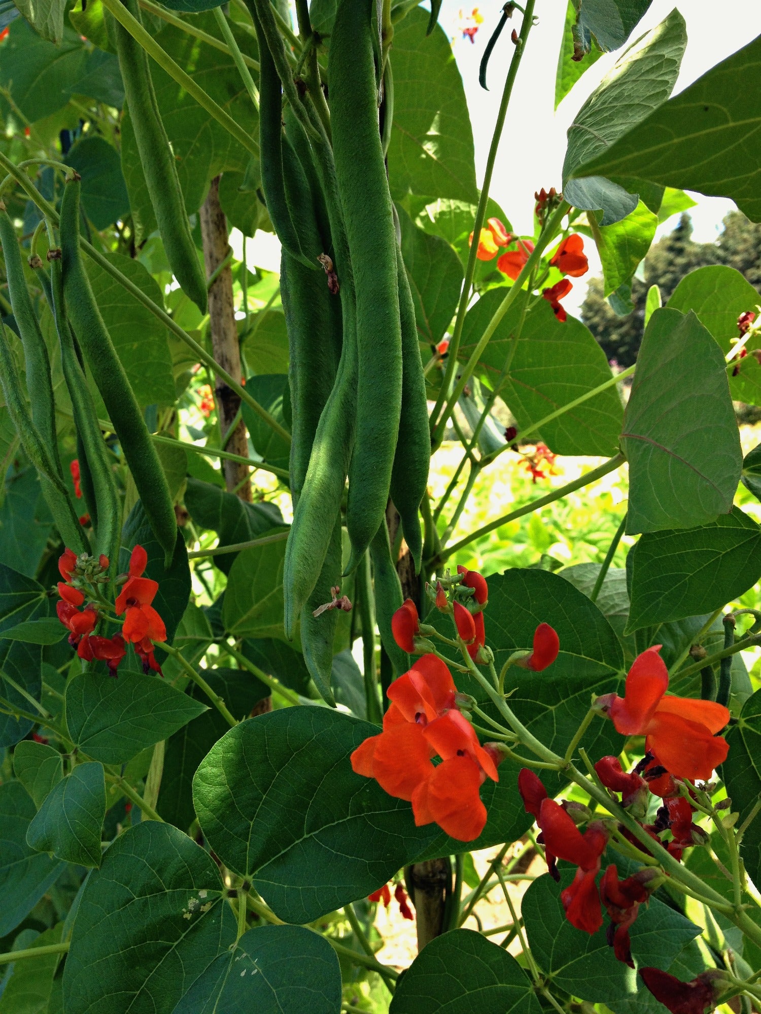 prayer bean plant Bean, Pole Runner, 'Scarlet Emperor'