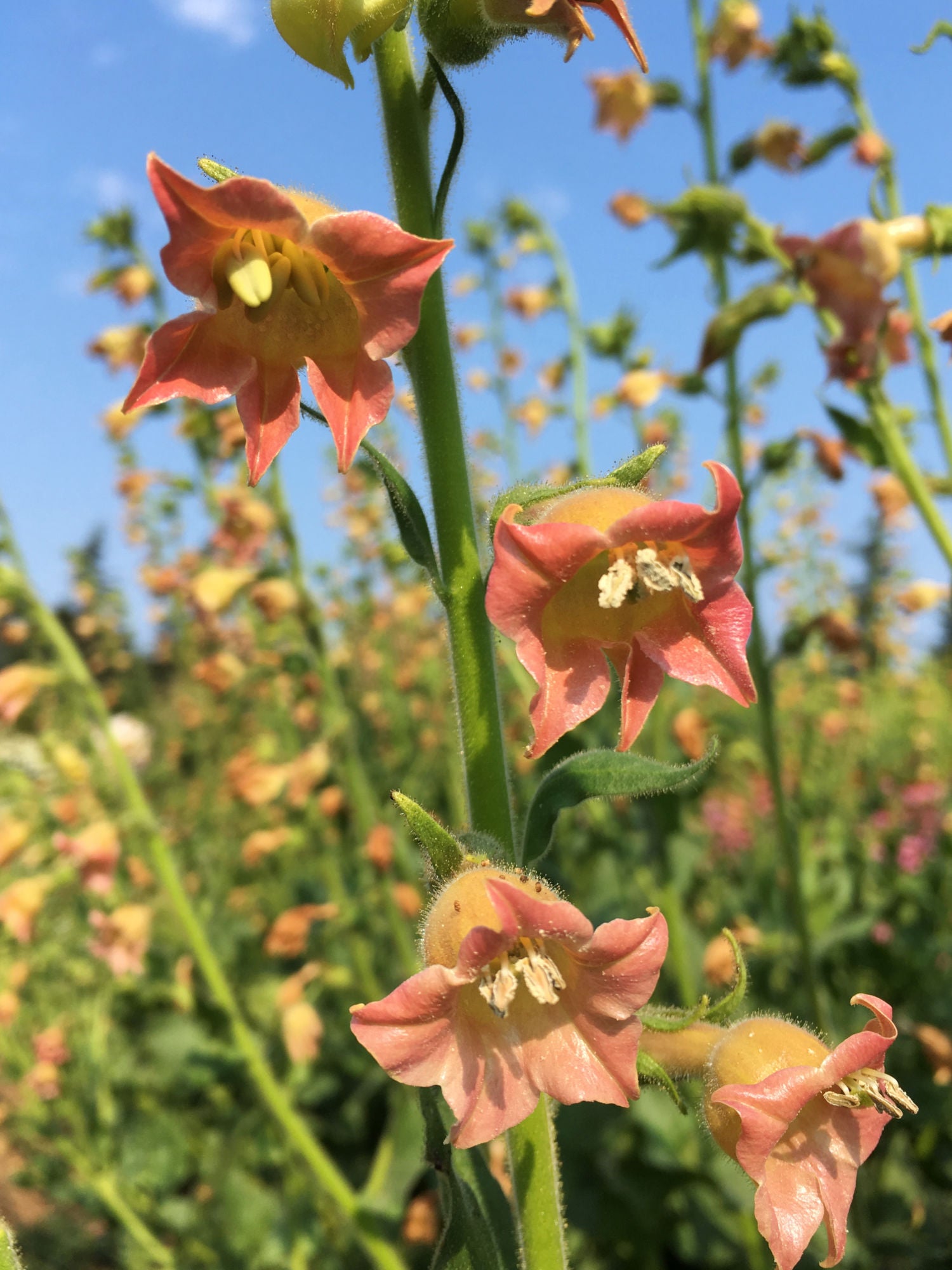 flowering tobacco peach screamer Nicotiana, 'Peach Screamer' flowering tobacco peach screamer Nicotiana, 'Peach Screamer'