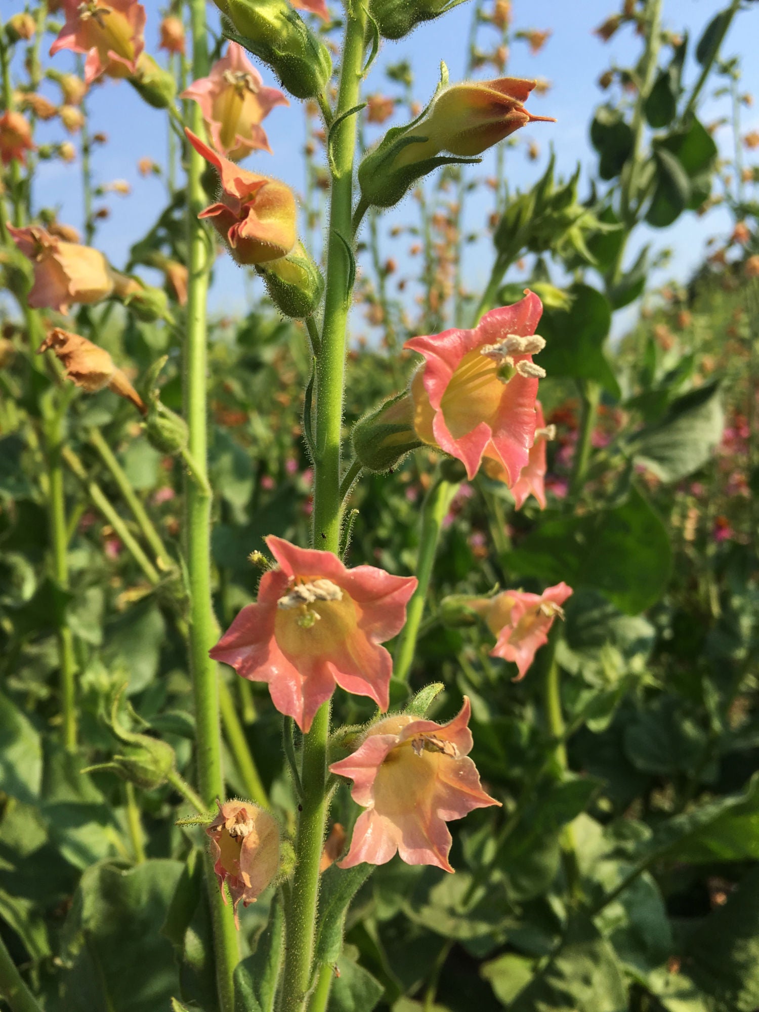 flowering tobacco peach screamer Nicotiana, 'Peach Screamer' flowering tobacco peach screamer Nicotiana, 'Peach Screamer'