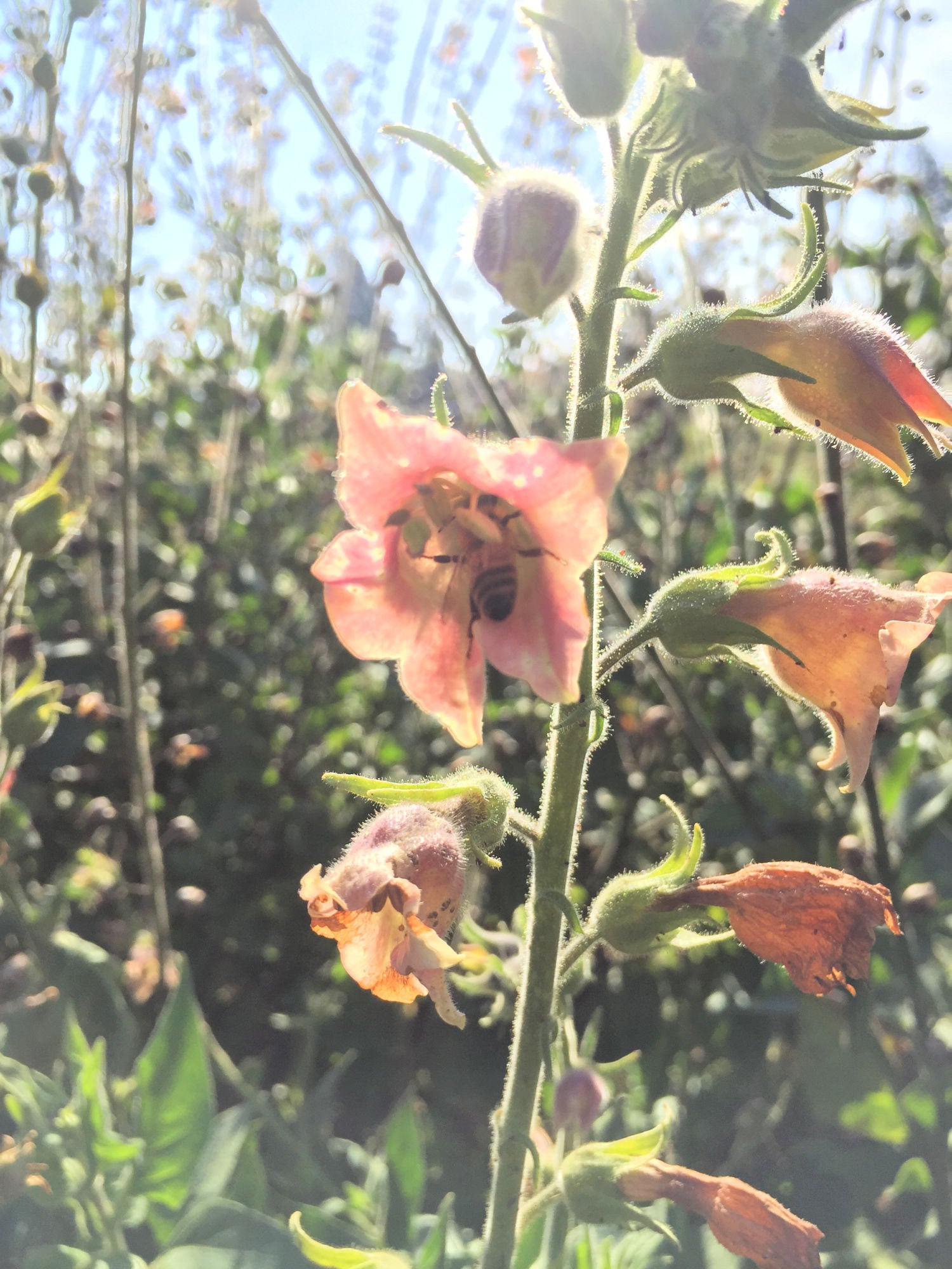 flowering tobacco peach screamer Nicotiana, 'Peach Screamer' flowering tobacco peach screamer Nicotiana, 'Peach Screamer'