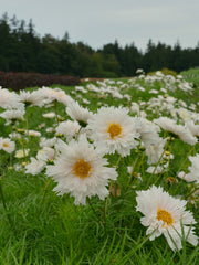 Load image into Gallery viewer, Cosmos, 'Snow Puff'
