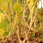 Load image into Gallery viewer, Bean, Pole Dry, 'Pescia'
