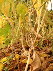 Load image into Gallery viewer, Bean, Pole Dry, 'Pescia'
