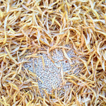 Load image into Gallery viewer, Bean, Pole Dry, 'Pescia'
