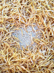 Load image into Gallery viewer, Bean, Pole Dry, 'Pescia'
