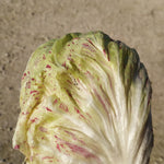 Load image into Gallery viewer, Radicchio (Variegato di Lusia), 'Sorgente'
