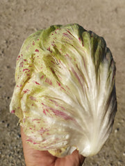 Load image into Gallery viewer, Radicchio (Variegato di Lusia), 'Sorgente'
