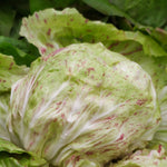 Load image into Gallery viewer, Radicchio (Variegato di Lusia), 'Sorgente'
