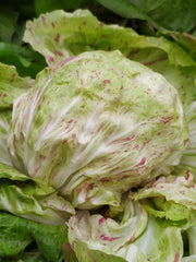 Load image into Gallery viewer, Radicchio (Variegato di Lusia), 'Sorgente'
