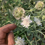 Load image into Gallery viewer, Scabiosa, 'Sternkugel'
