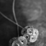 Load image into Gallery viewer, Scabiosa, 'Sternkugel'
