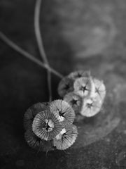 Load image into Gallery viewer, Scabiosa, 'Sternkugel'

