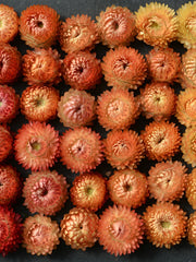 Load image into Gallery viewer, Strawflower, 'Apricot Peach Mix'
