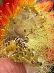 Load image into Gallery viewer, Strawflower, 'Monstrosum Fireball'
