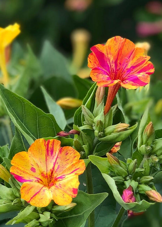 Four O'Clocks, 'Strega' | Uprising Seeds