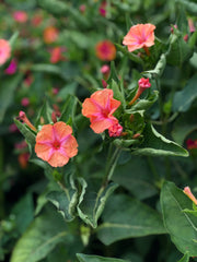 Load image into Gallery viewer, Four O'Clocks, 'Strega'
