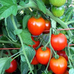 Load image into Gallery viewer, Tomato, 'Stupice'
