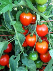 Load image into Gallery viewer, Tomato, 'Stupice'
