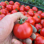 Load image into Gallery viewer, Tomato, 'Stupice'
