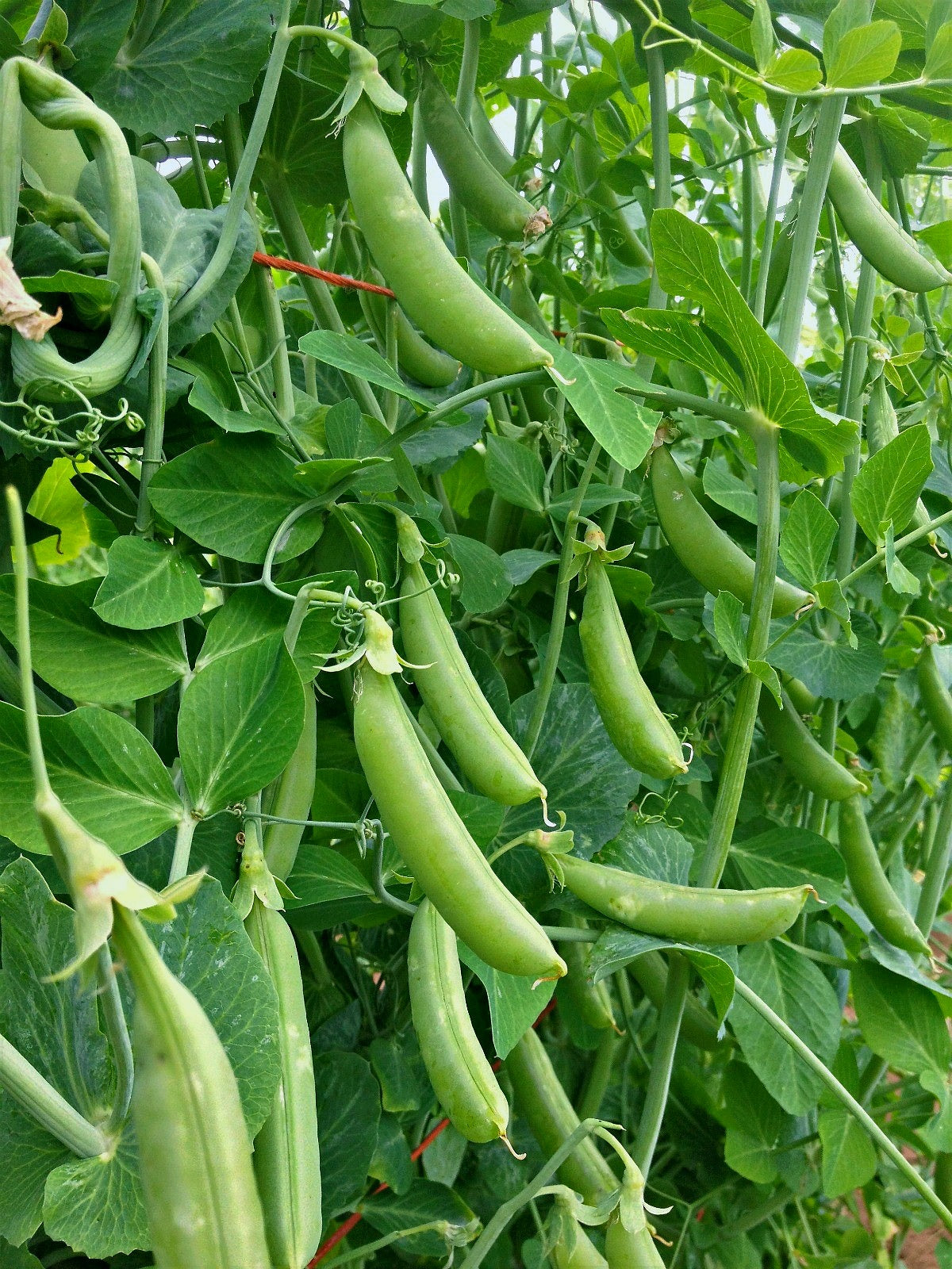 succulent that looks like pea pods Snap Pea, 'Sugar Snap'