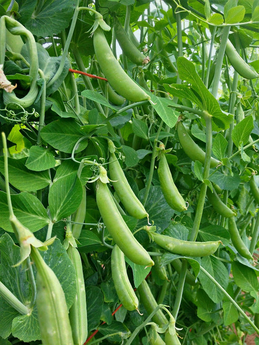 sugar snap pea seeds planting Snap Pea, 'Sugar Snap'