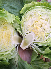 Load image into Gallery viewer, Lettuce, 'Summertime'
