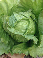 Load image into Gallery viewer, Lettuce, 'Summertime'
