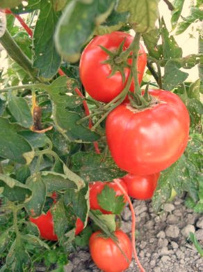 super sauce tomato plants for sale Tomato, 'Super Luscious'