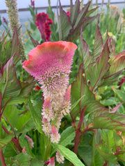 Load image into Gallery viewer, Celosia, 'Supercrest and Friends'
