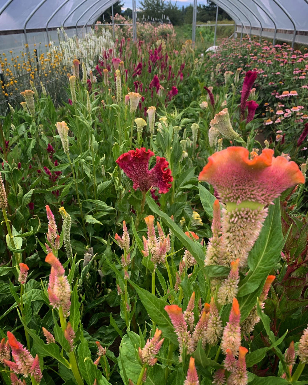 friendship plant seeds Celosia, 'Supercrest and Friends'