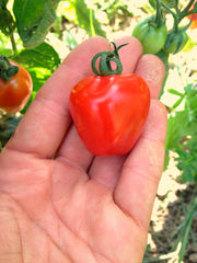 Load image into Gallery viewer, Tomato, 'Gardener's Sweetheart'
