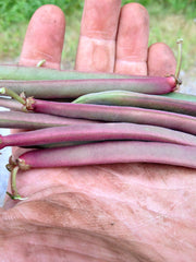 Load image into Gallery viewer, Bean, Bush Snap 'Tanya's Pink Pod'
