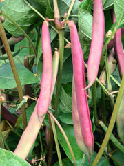 Load image into Gallery viewer, Bean, Bush Snap 'Tanya's Pink Pod'
