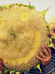 Load image into Gallery viewer, Sunflower 'Tarahumara'
