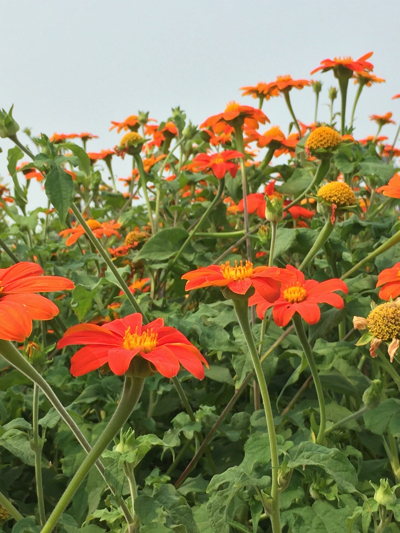 mexican sunflower seed planting Sunflower, Mexican, 'Torch'