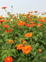 Load image into Gallery viewer, Sunflower, Mexican, 'Torch'
