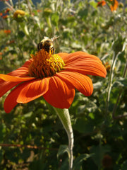 Load image into Gallery viewer, Sunflower, Mexican, 'Torch'
