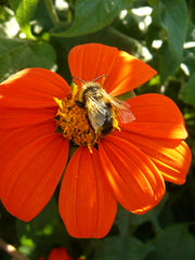 Load image into Gallery viewer, Sunflower, Mexican, 'Torch'
