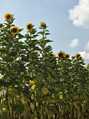 Load image into Gallery viewer, Sunflower 'Transylvanian Giant'
