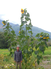 Load image into Gallery viewer, Sunflower 'Transylvanian Giant'
