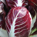 Load image into Gallery viewer, Radicchio (Rosso di Treviso Precoce), 'Pacifico'
