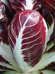 Load image into Gallery viewer, Radicchio (Rosso di Treviso Precoce), 'Pacifico'

