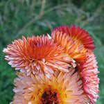 Load image into Gallery viewer, Calendula, 'Zeolights'
