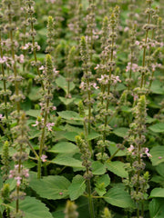 Load image into Gallery viewer, Basil, 'Tulsi' (Sacred Basil, Holy Basil)
