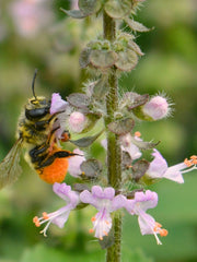 Load image into Gallery viewer, Basil, 'Tulsi' (Sacred Basil, Holy Basil)
