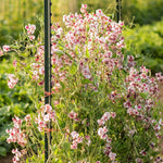 Load image into Gallery viewer, Sweet Pea, 'Wiltshire Ripple'
