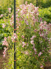 Load image into Gallery viewer, Sweet Pea, 'Wiltshire Ripple'
