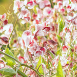 Load image into Gallery viewer, Sweet Pea, 'Wiltshire Ripple'
